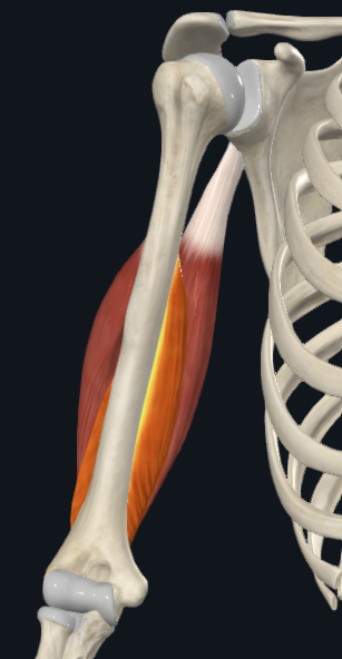 <p>Triceps brachii - Medial head</p>