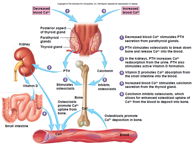 <p>• Bone is a major storage site for calcium • Movement of calcium in and out of bone helps determine blood levels of calcium • Calcium moves into bone as osteoblasts build new bone • Calcium move out of bone as osteoclasts break down bone • Calcium homeostasis is maintained by parathyroid hormone (PTH) and calcitonin</p>