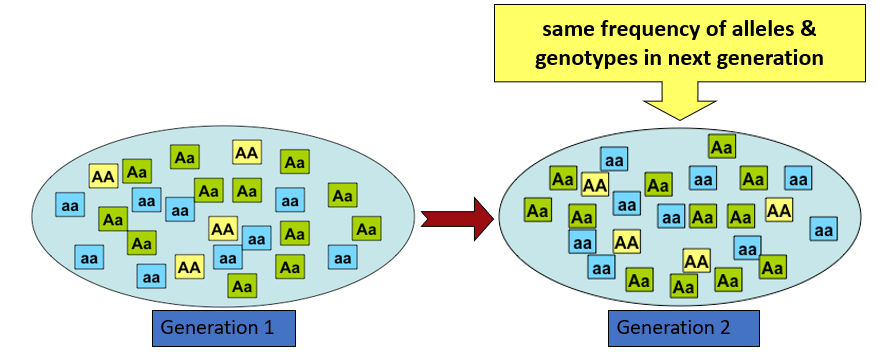 <p>-if a large population reproduces sexually at <strong>random</strong>, then the genetic frequencies <strong>should not change</strong> in next generation (remains in equilibrium)</p>
