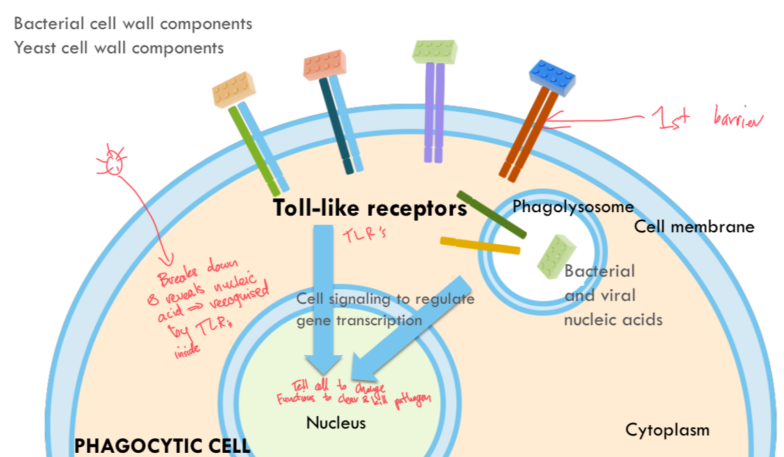 <p>Pathogen breaks down revealing nucleic acid (PAMP)= recognised by TLR. Cell signaling to regulate gene transcription, change functions to kill and clear pathogen.</p>