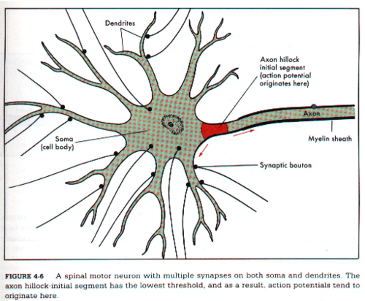 <p>The conical region of a neuron's axon where it joins the cell body; typically the region where nerve signals is generated.</p>