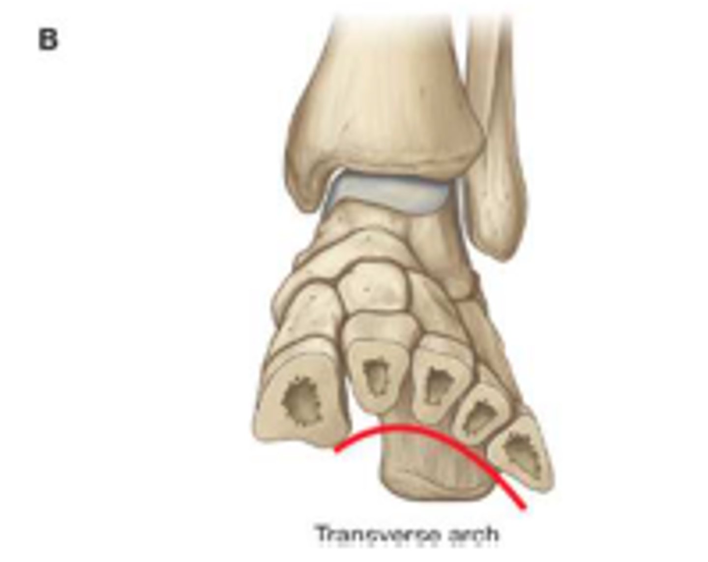 <p>-Runs perpendicular to longitudinal arches</p><p>-Formed from distal row of tarsals and bases of all metatarsals</p>