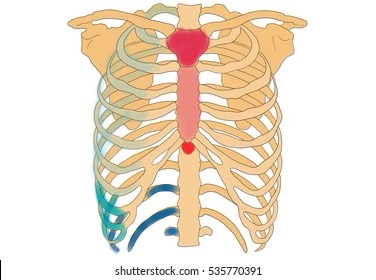 <p>Light blue part</p>