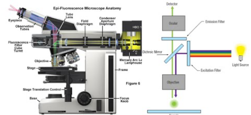 <ul><li><p>Uses fluorescence to study organic and inorganic substances</p></li><li><p>Specimen is illuminated in blue or UV light (short wavelength) transmitting fluorescence against a dark background</p></li><li><p>Luminosity on a dark background through fluorescense on specimen</p></li></ul><p></p>