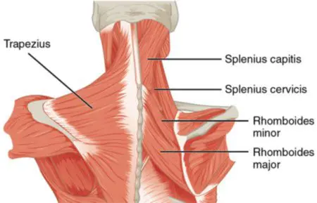 <ul><li><p>Action: Bilaterally: Extend cervical spine. Unilaterally: Ipsilateral lateral flexion and rotation of cervical spine</p></li><li><p>Innervation: Dorsal Rami</p></li><li><p>Origin:</p></li><li><p>Insertion:</p></li></ul><p></p>