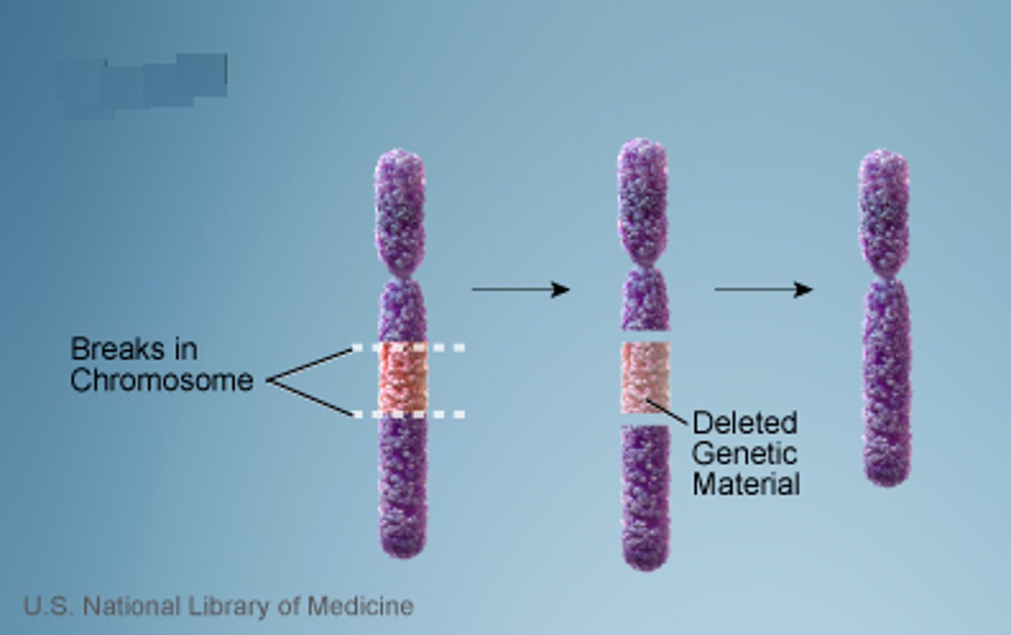 <p>chromosomal breakage</p>