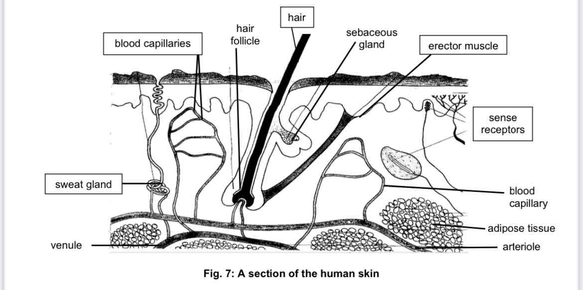 <ul><li><p>forms a protective covering over the body surface</p></li><li><p>acts as an excretory organ as well as a regulator of body temperature</p></li><li><p>consists of: </p><ul><li><p>hairs, sweat glands, temperature receptors, blood vessels and fatty tissue </p></li></ul></li></ul>