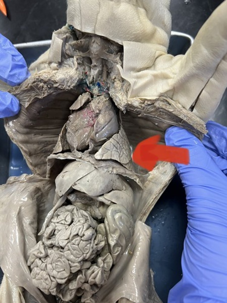 <p>Lungs</p>