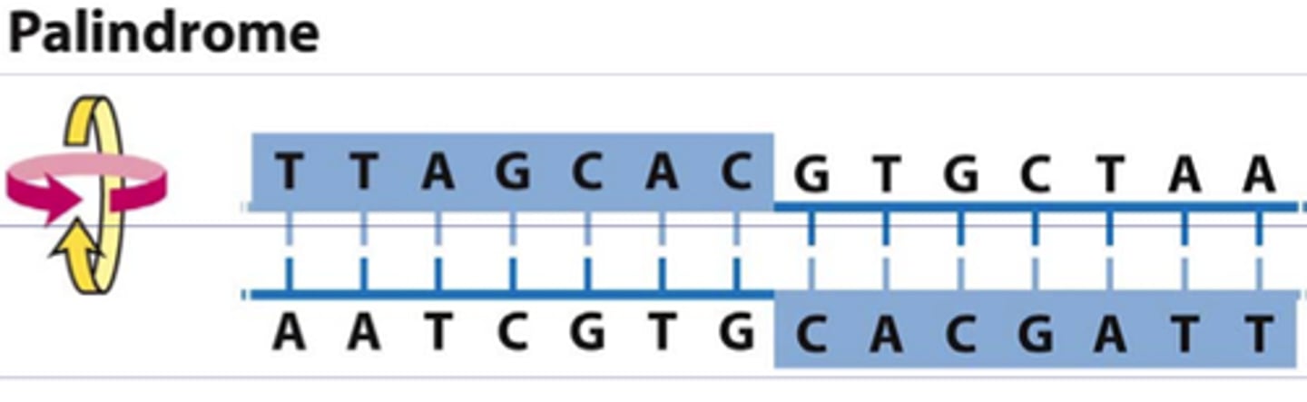 <p>type 2 restriction endonuclease</p>