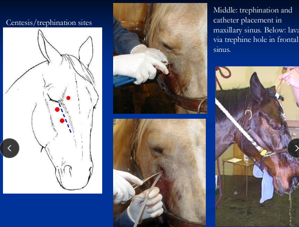 <p><span>Sinus Disorders in Horses</span></p>