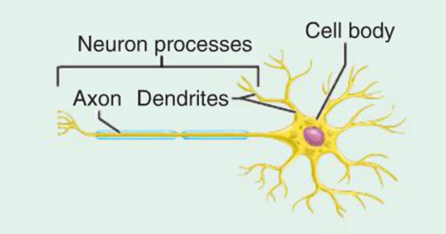 <p>Neurons are branching cells; cell processes that may be quite long extend from the nucleus-containing cell body; also contributing to nervous tissue are non-excitable supporting cells.</p>