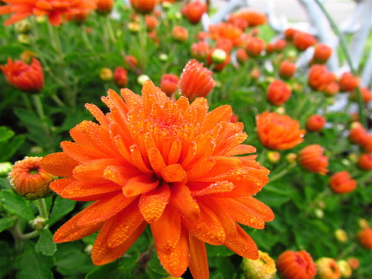 <p>Funerary Flower</p>