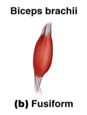 (cylindrical) are modified spindles. E.g., Biceps brachii
- Occur in muscles that need to be flexed a lot.
- Fibers are long and parallel to the line of pull.
- They are long, but relatively few fibers.
- The muscle contracts 1/3 to ½ its length.
- Relatively weak.