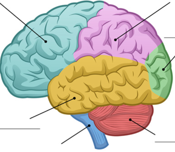 blue area

anterior to central sulcus