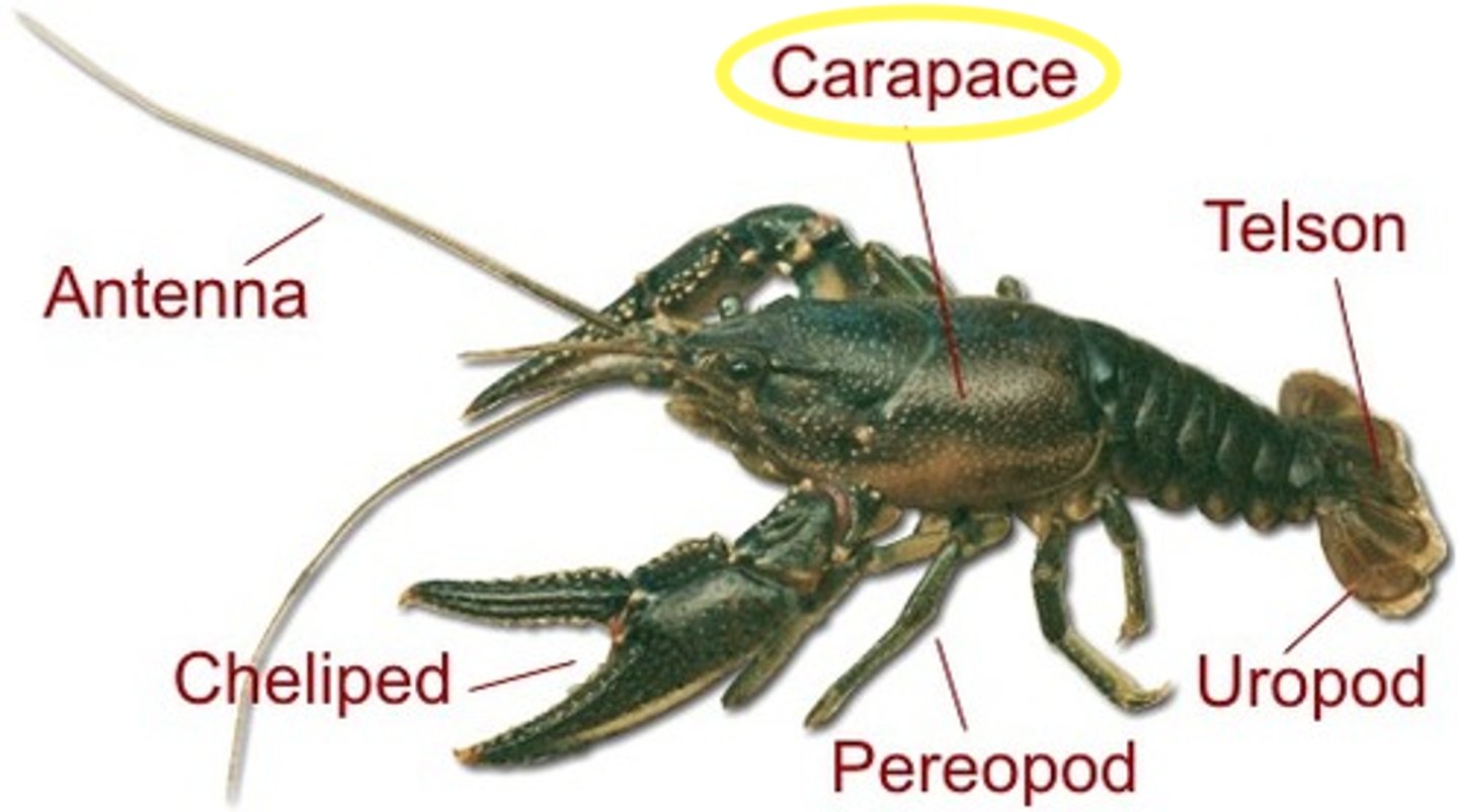 <p>projects backwards from the head and covers all of the thorax. It has two functions; firstly it protects the gills, and secondly it provides a water channel that is a constant flow of oxygenated water to pass over the gills and enables the crayfish to breathe.</p>