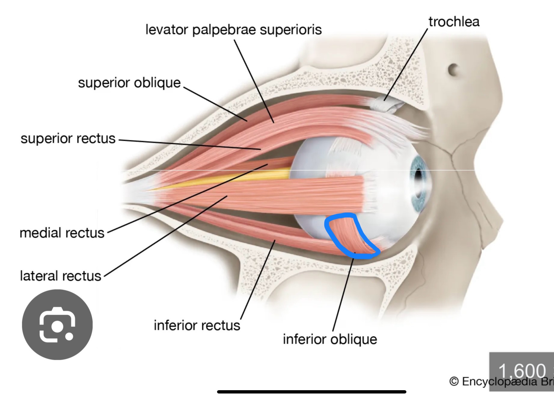 <p>What structure is this?</p>