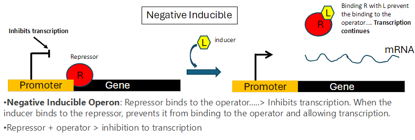 <p><strong>Repressor Function</strong><br>āRepressor binds to the operator and inhibits transcription</p><p><strong>Inducer Role</strong><br>āInducer (L) binds to the repressor (R)<br>āBinding prevents the repressor from attaching to the operator<br>āTranscription continues</p><p><strong>Mechanism</strong><br>āRepressor + operator = transcription inhibited<br>āRepressor + inducer = repressor cannot bind operator, transcription proceeds</p>