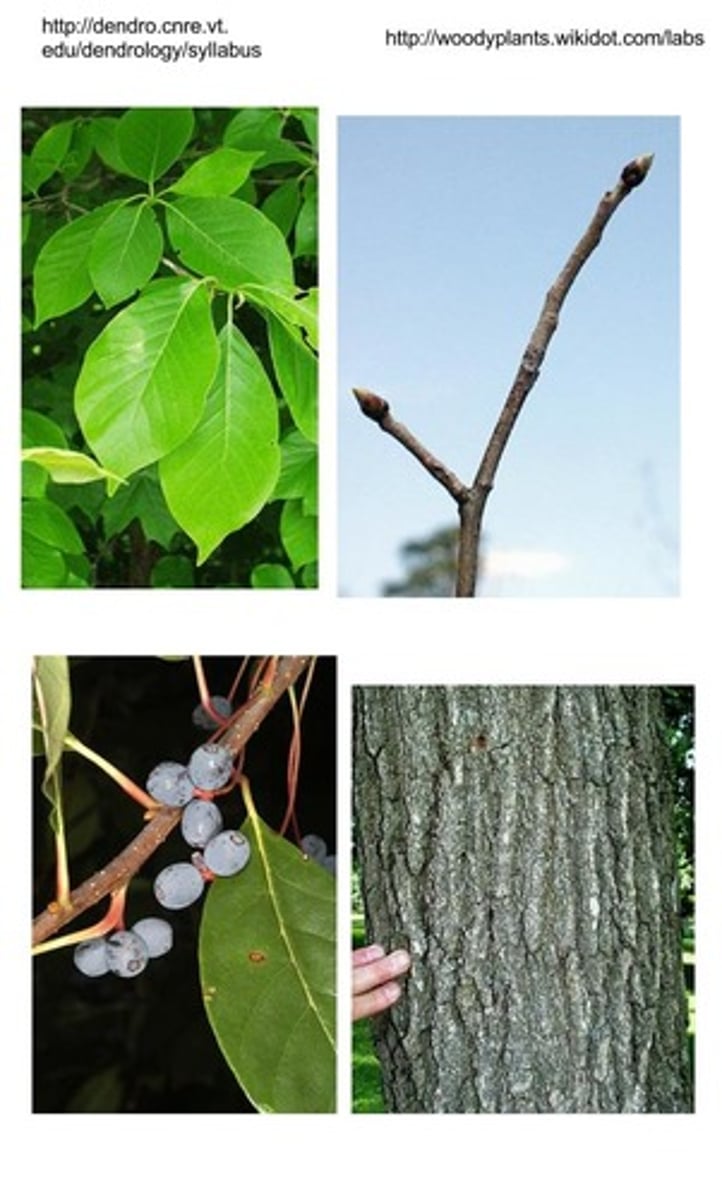 <p>Native<br>Tree<br>Fruiting bodies for fruitivores and squirrels and fruit eating songbirds</p>