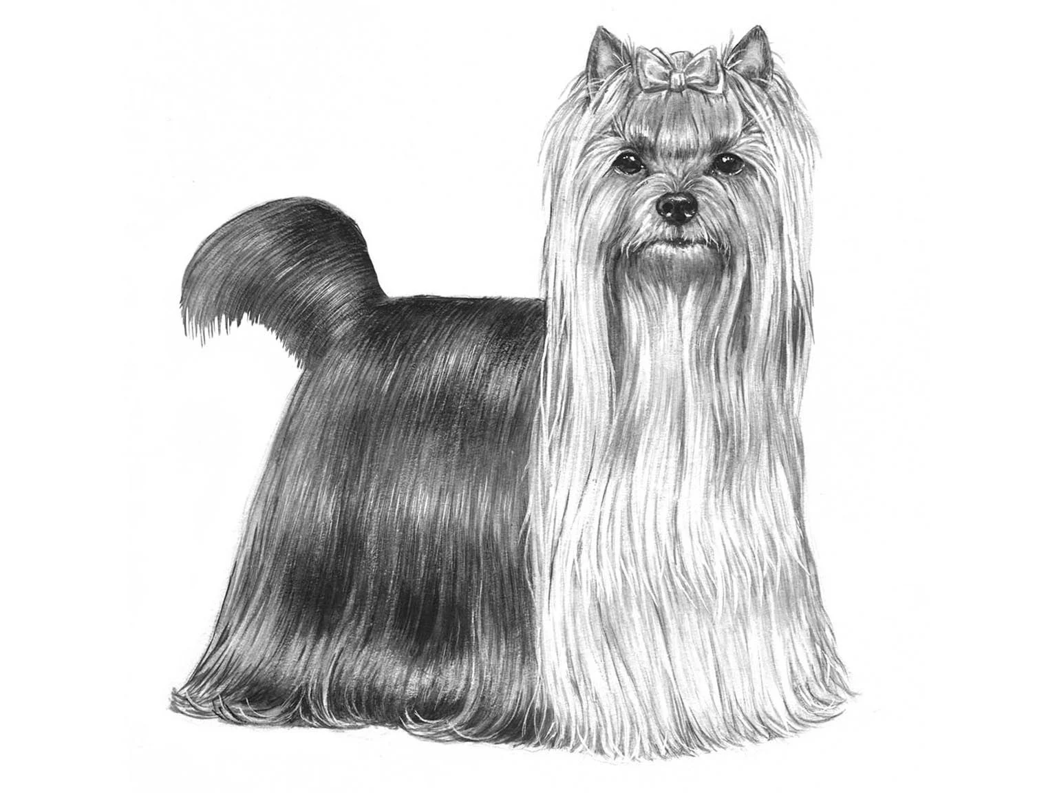 <p>Yorkshire terrier</p>