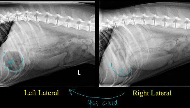 <ul><li><p><strong>Pylo<u>r</u>us : right, smaller</strong></p><ul><li><p><strong>Lat –</strong> <strong>ventra</strong>l portion of stomach</p></li><li><p><strong>VD –</strong> on the <strong><u>r</u>ight side</strong></p></li></ul></li><li><p><strong>Fundus: left, larger</strong></p><ul><li><p><strong>Lat –</strong> <strong>dorsa</strong>l portion of stomach</p></li><li><p><strong>VD –</strong> on the left side</p></li></ul><p><strong><u>Bubble method</u></strong></p><ul><li><p><strong>Right lateral: pylorus </strong>positioned <strong>down </strong>and <strong>fluid </strong>filled</p><ul><li><p>can <strong>‘fake’ a mass </strong>like appearance</p></li></ul></li><li><p><strong>Left lateral: pylorus </strong>positioned <strong>up</strong> and <strong>gas </strong>filled</p></li></ul></li></ul><p></p>