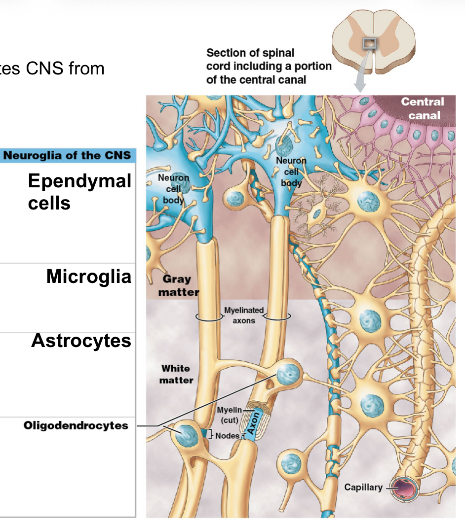<ol><li><p>Ependymal cells</p></li><li><p>Microglia</p></li><li><p>Astrocytes</p></li><li><p>Oligodendrocytes</p></li></ol><p></p>