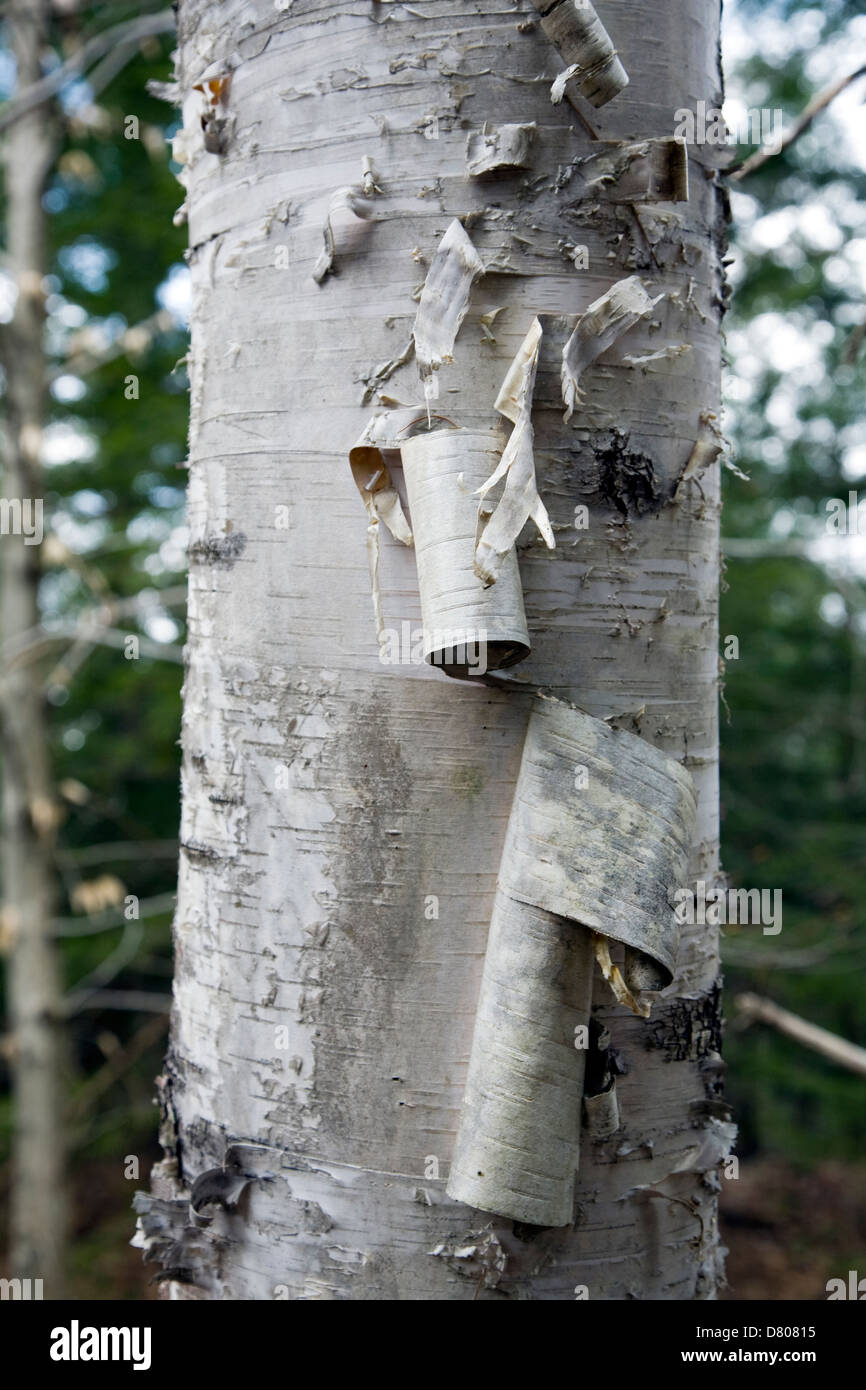 <p>Which tree produces this bark?</p>