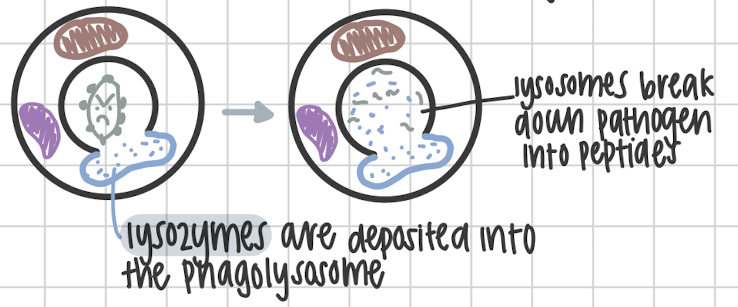<p>Microbial breakdown of pathogen using lysozymes</p>