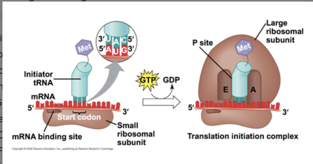 - Initiation factors bind ribosome to the ribosome binding site known as the Shine Delgarno sequence (AGGAGG)
- Begins at start codon
1. 30s subunit binds mRNA
2. IF2 interacts with initiator tRNA
3. fMet-tRNA binds to start codon
4. Association of initiator tRNA with 30s mRNA releases IF3 and allows IF1 to bind
5. 50s subunit binds to 30s complex and GTP hydrolysis occurs
