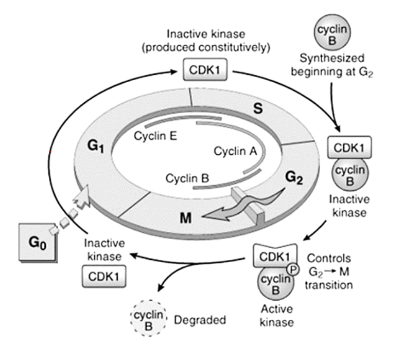 <p><span><strong>Smads</strong></span></p>
