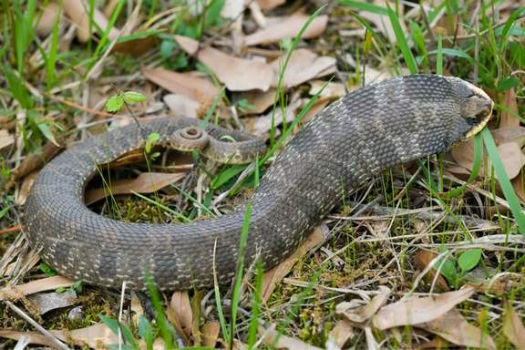 <p>dryer habitats; all of GA; toad specialist; upturned rostrum; wide flat head when threatened; variable colors and patterns</p>