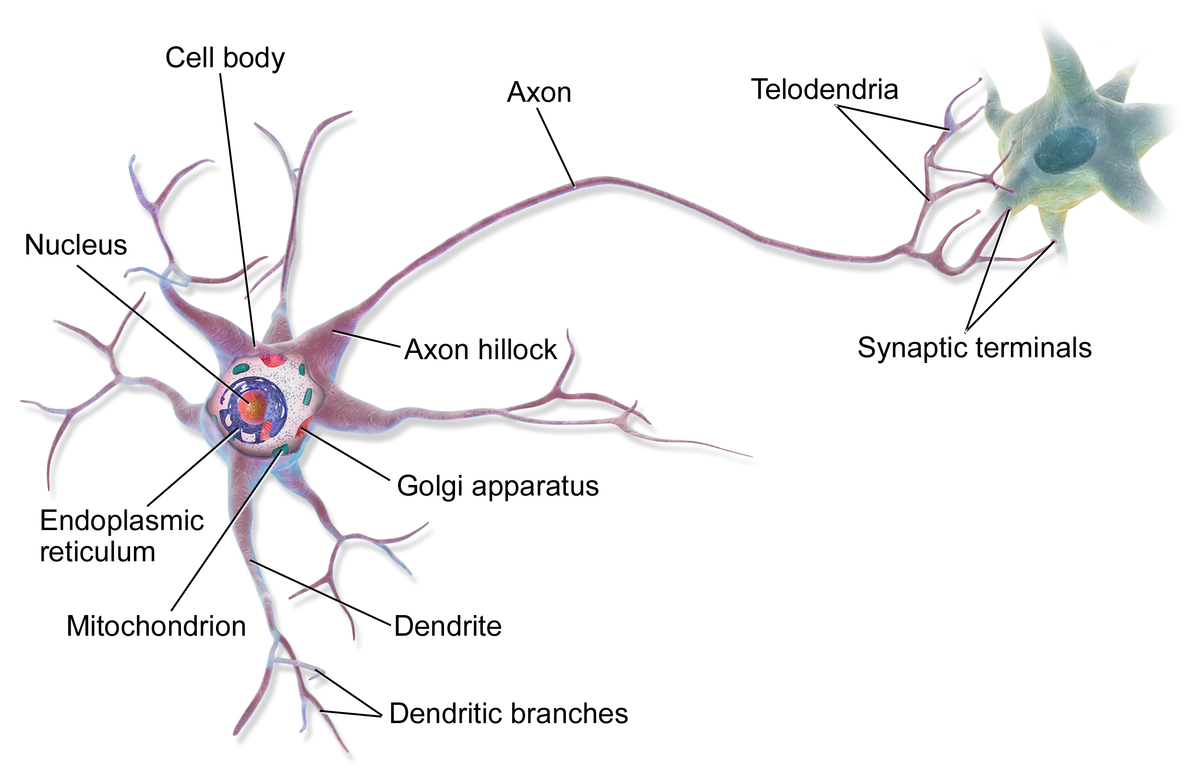 <p>fine extensions of distal axon</p>
