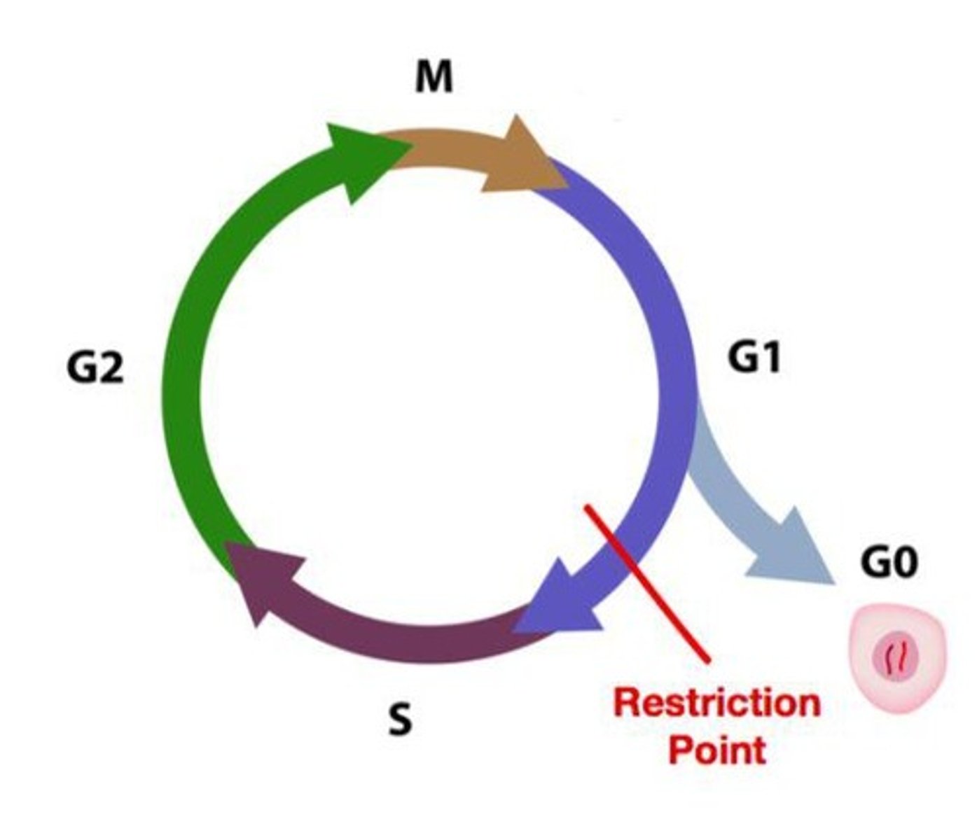 <p>Phase where the cell grows and performs functions.</p>