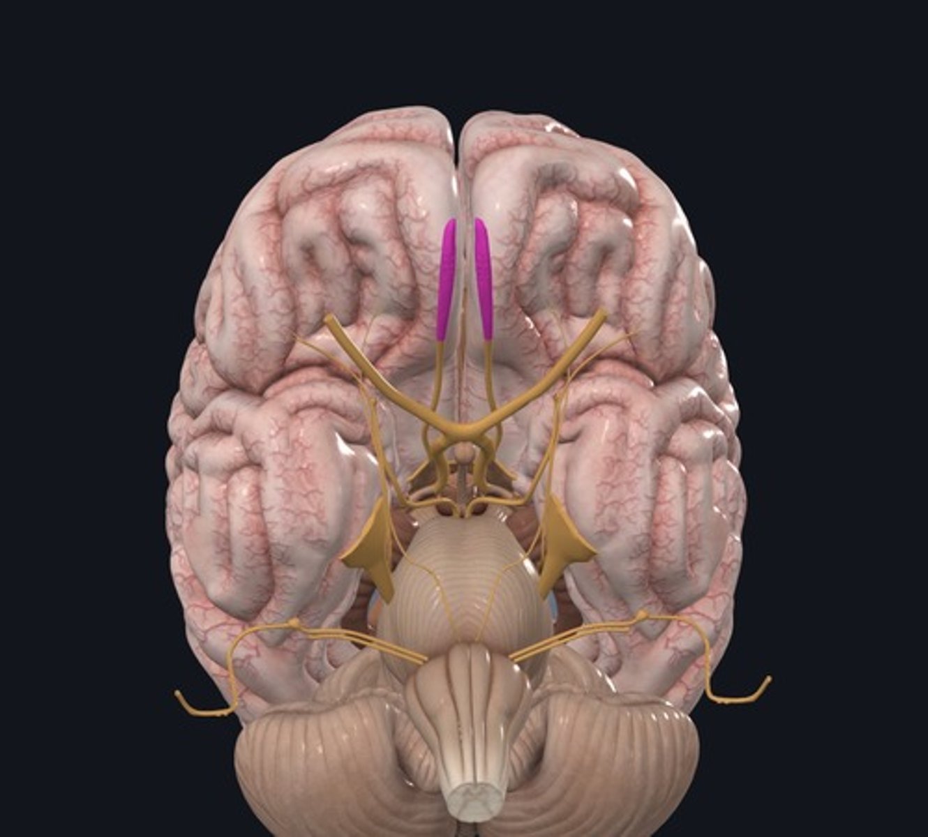 <p>Name the structure highlighted purple.</p>