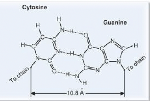 <p>B. Cytosine</p><p>D. Thymine</p>