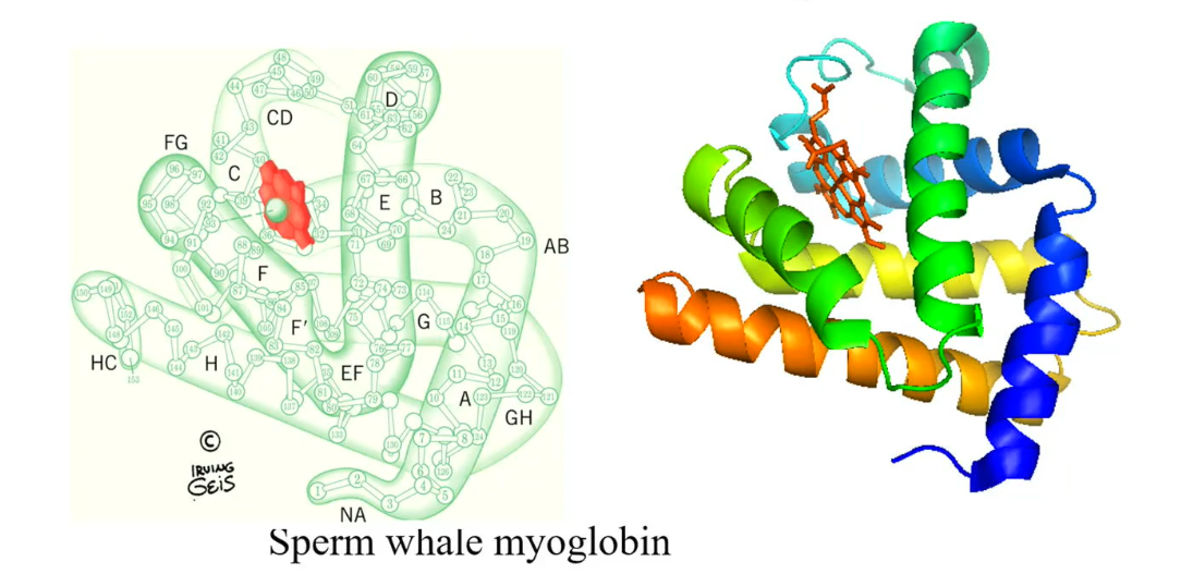 <ul><li><p>Contain only 153 amino acids, the first protein with a known x-ray structure.</p><ul><li><p>The specific protein that was analyzed in this case was the sperm whale myoglobin.</p></li></ul></li><li><p>Human myoglobin contains 154 amino acids</p></li><li><p>The protein structure has 8 helices: there named from A to H, which contain short inter helices region (junctions), such as CD, EF, FG and GH (shown in the diagram)</p></li></ul><p></p>