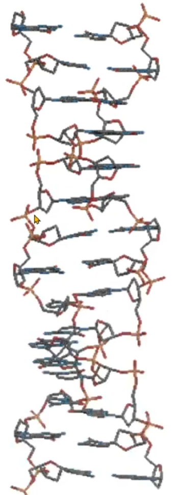 <p>what DNA duplex is this the side structural of?</p>