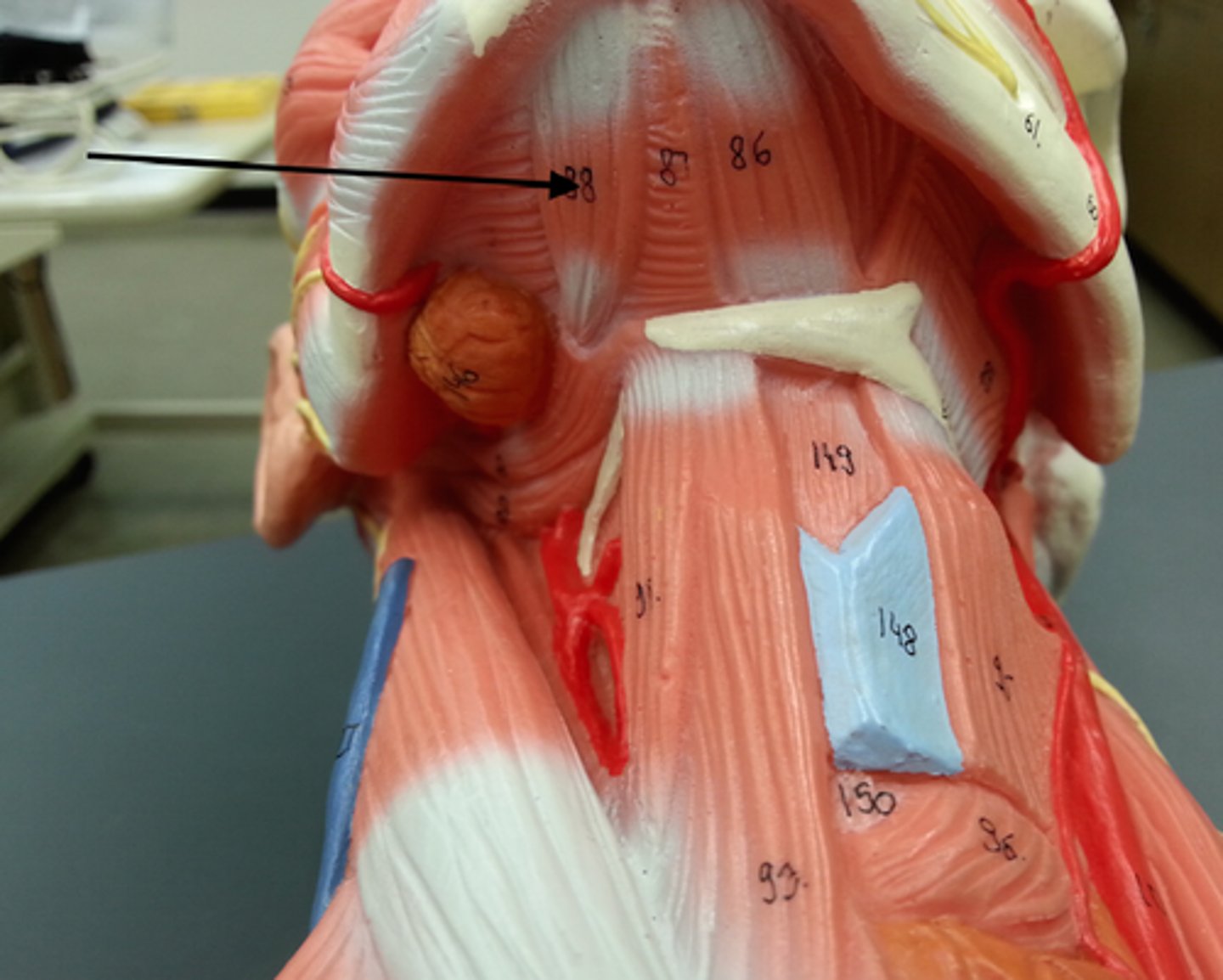 <p>elevates hyoid and depresses mandible</p>