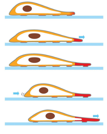 <p>actin networks assemble and disassemble continuously</p><p>structure and proteins involved depends on region of cell</p>