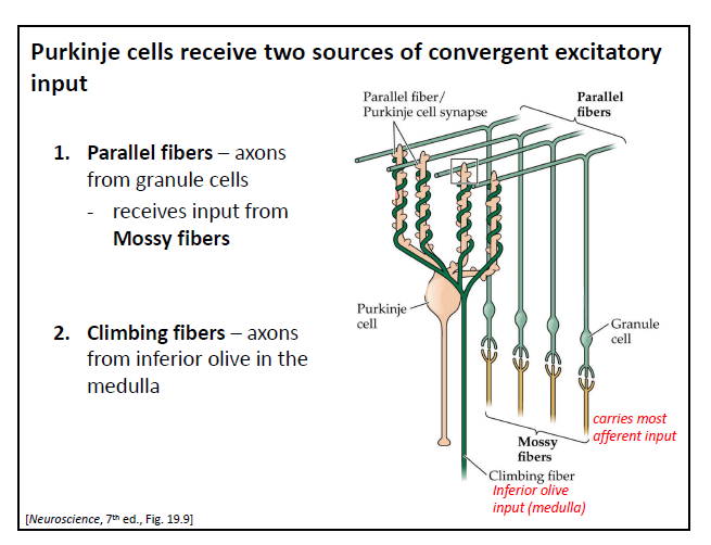 <p>1. Parallel fibers – axons from granule cells</p><p>- receives input from Mossy fibers</p><p>2. Climbing fibers – axons from inferior olive in the medulla (strong because its making the most contact on one dendrite (wrapping))</p>