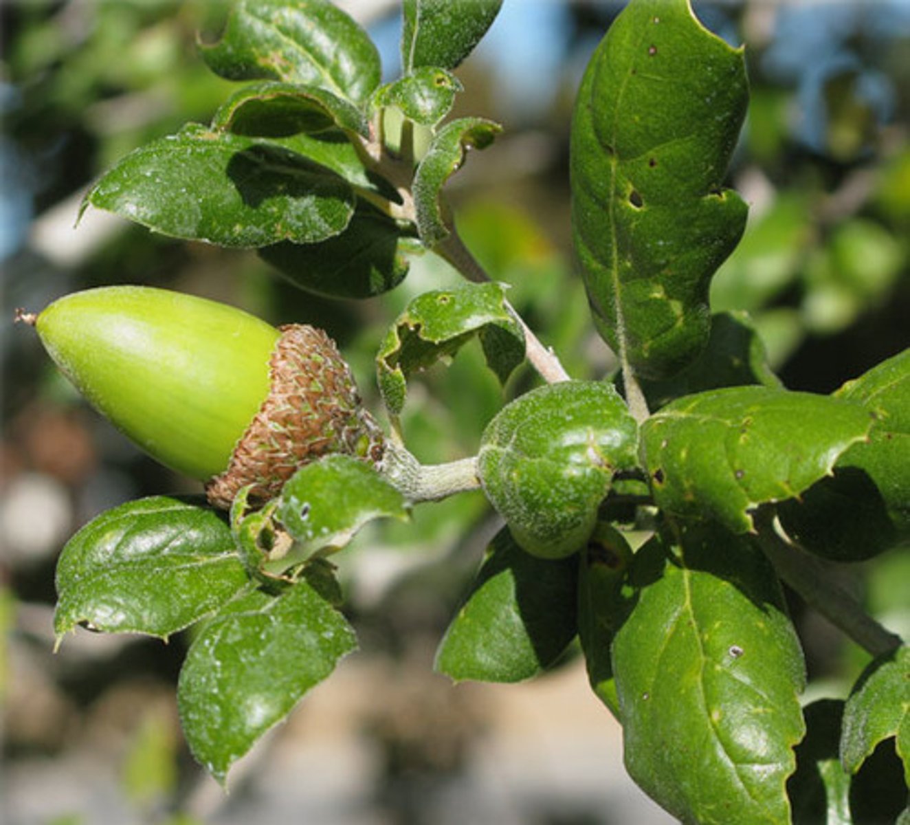 <p>Quercus agrifolia (oak woodland)</p><p>Leaves: Spiny-edged, oval, evergreen.</p><p>Acorns: Important food for wildlife.</p><p>Ecology: Supports fungi, lichen, and nesting birds.</p><p>Ethnobotany: Acorns processed into food by Native Americans.</p>