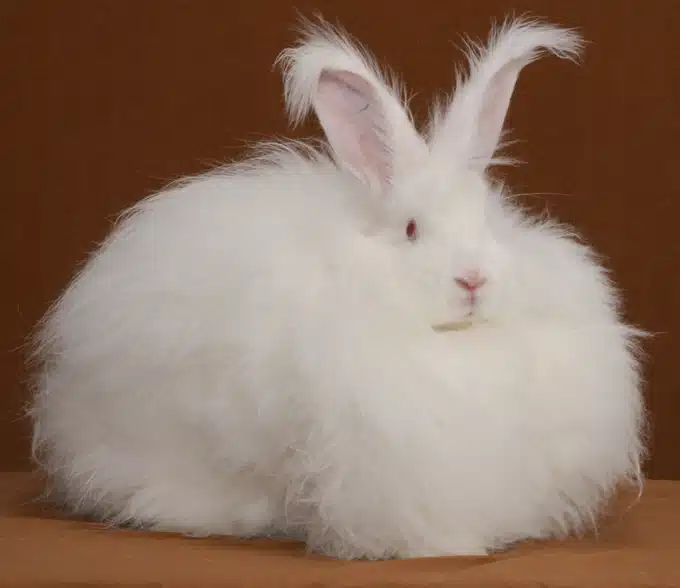 <p>What Breed Am I?</p>