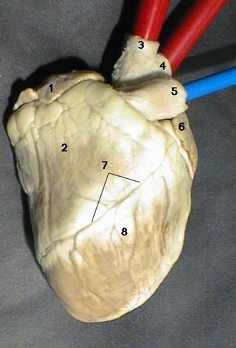 <p>Anterior of the heart. Name location for #4</p>