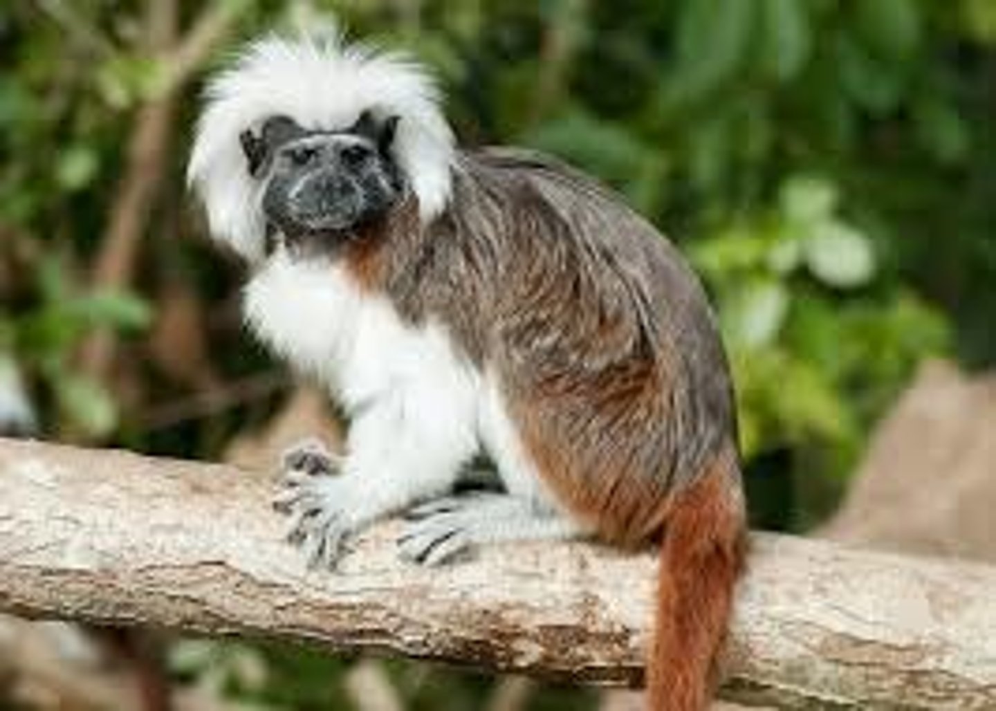 <p>Cotton-top tamarin</p>