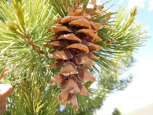 <p>(Pinus flexilis)</p>