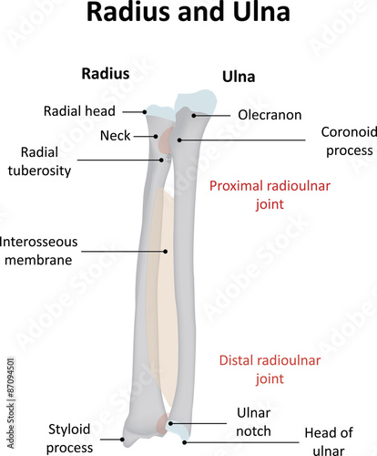 <p>small depression at distal end where radius meets ulna</p>
