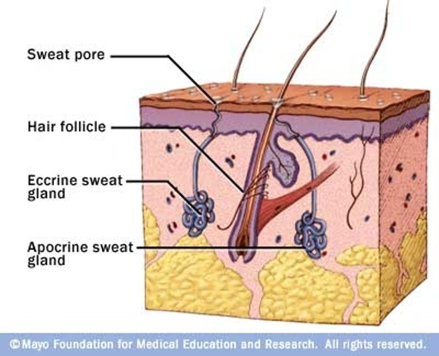 <p>Sweat glands in the pubic and underarm areas that secrete thicker sweat, that produce odor when come in contact with bacteria on the skin</p>