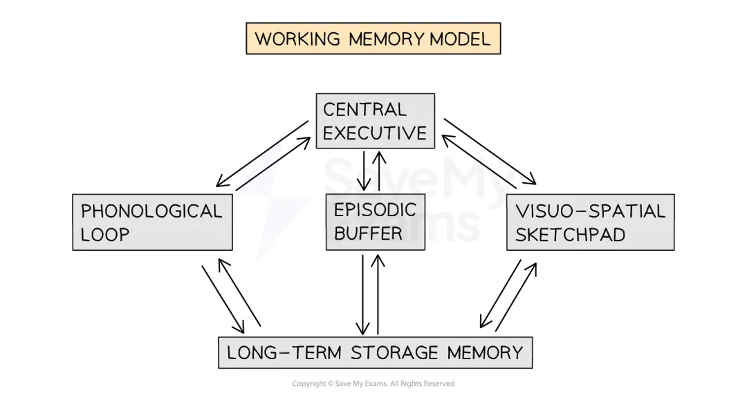 <ul><li><p>Baddeley and Hitch</p></li><li><p><strong>criticised the (MSM) as overly simplistic</strong></p></li><li><p><span><span>shows that </span></span><strong>STM </strong><span><span>can be</span></span><strong> sub-divided </strong><span><span>into </span></span><strong>distinct components</strong><span><span> and is </span></span><strong>not a unitary store</strong></p></li><li><p><span><span>explains</span></span><strong> </strong><span><span>memories related to </span></span><strong>working on tasks</strong><span><span> that require immediate memory formation</span></span></p></li></ul><p></p>