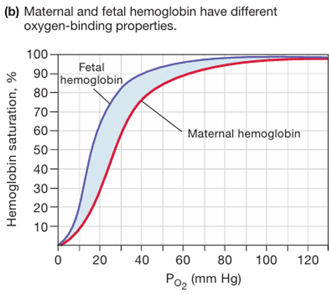 <p>it has 2 gamma protein chains in place of the 2 beta chains found in adutlt hemoglobin.</p><ul><li><p>The presence of gamma chains enhances the ability of fetal hemoglobin to bind oxygen in the low-oxygen environment of the placenta.</p></li></ul><p></p>
