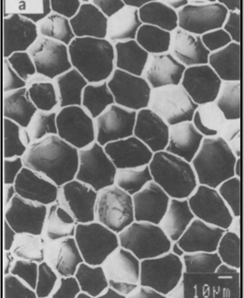 <p>Which cell structure is most clearly visible in this image of cork cells?</p>