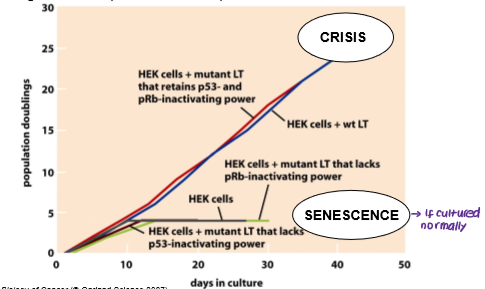 <ol><li><p>Senescence</p></li><li><p>Crisis</p></li></ol><p></p>